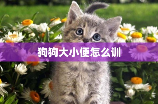 狗狗大小便怎么訓