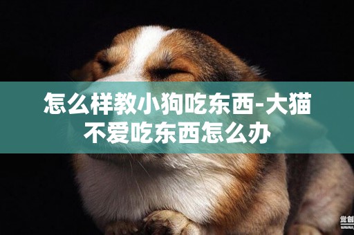 怎么樣教小狗吃東西-大貓不愛吃東西怎么辦