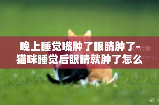 晚上睡覺嘴腫了眼睛腫了-貓咪睡覺后眼睛就腫了怎么回事