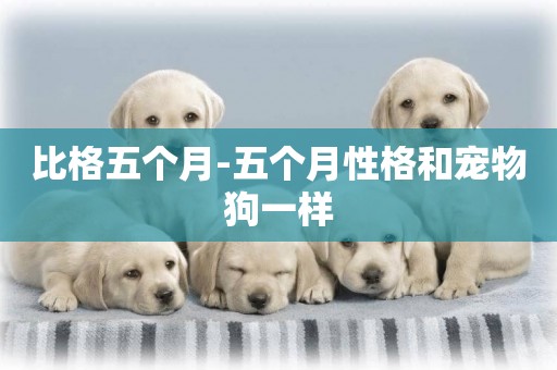 比格五個月-五個月性格和寵物狗一樣