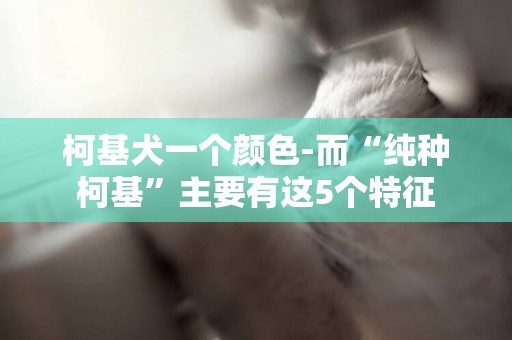 柯基犬一個顏色-而“純種柯基”主要有這5個特征