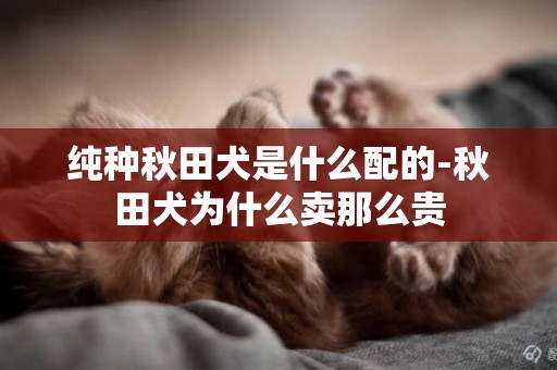 純種秋田犬是什么配的-秋田犬為什么賣那么貴