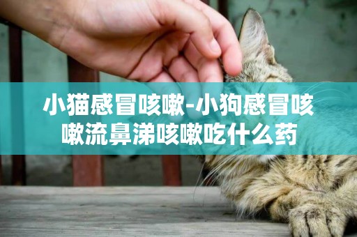 小貓感冒咳嗽-小狗感冒咳嗽流鼻涕咳嗽吃什么藥