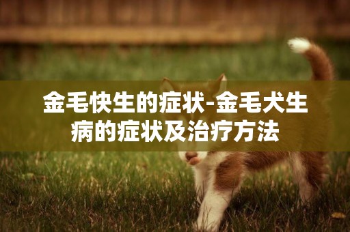 金毛快生的癥狀-金毛犬生病的癥狀及治療方法