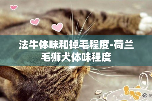 法牛體味和掉毛程度-荷蘭毛獅犬體味程度