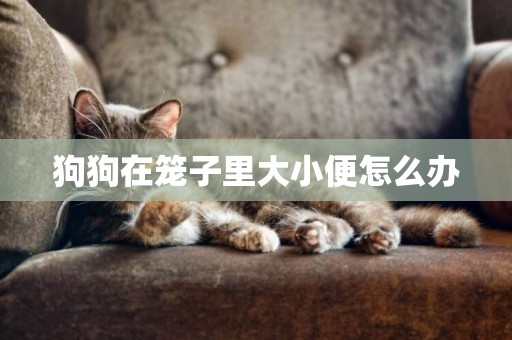 狗狗在籠子里大小便怎么辦