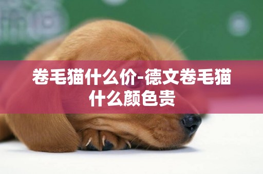 卷毛貓什么價-德文卷毛貓什么顏色貴