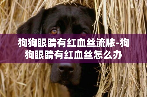 狗狗眼睛有紅血絲流膿-狗狗眼睛有紅血絲怎么辦