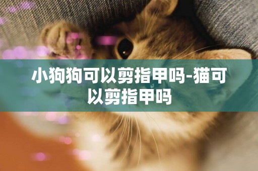 小狗狗可以剪指甲嗎-貓可以剪指甲嗎