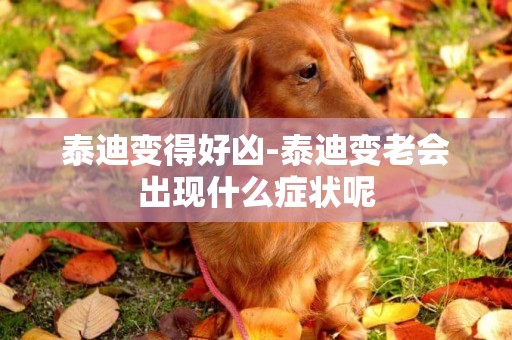 泰迪變得好兇-泰迪變老會出現什么癥狀呢