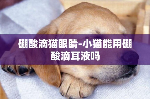 硼酸滴貓眼睛-小貓能用硼酸滴耳液嗎