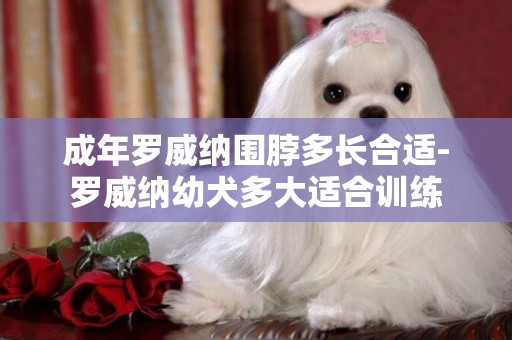 成年羅威納圍脖多長合適-羅威納幼犬多大適合訓練