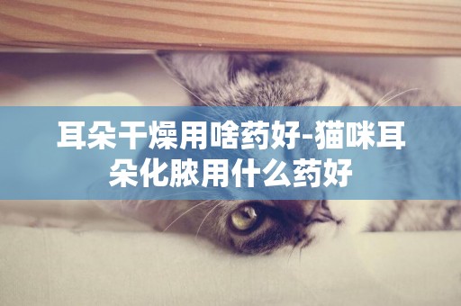 耳朵干燥用啥藥好-貓咪耳朵化膿用什么藥好