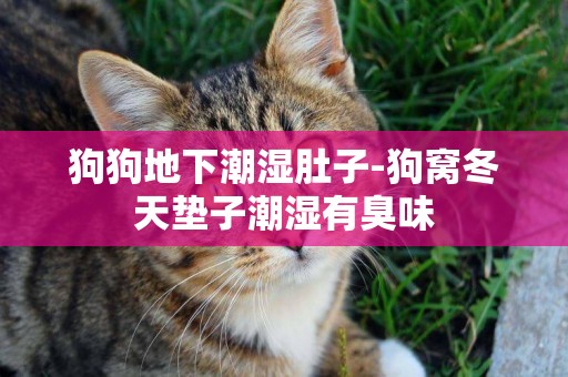 狗狗地下潮濕肚子-狗窩冬天墊子潮濕有臭味