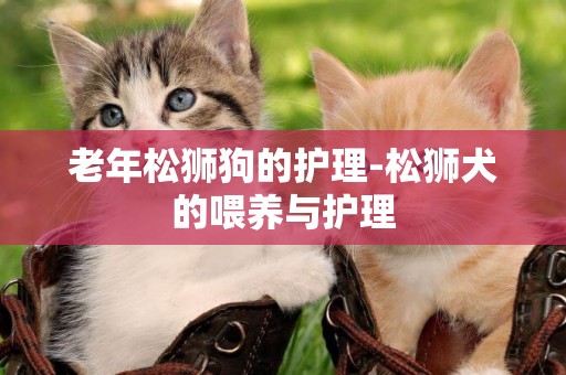 老年松獅狗的護理-松獅犬的喂養與護理