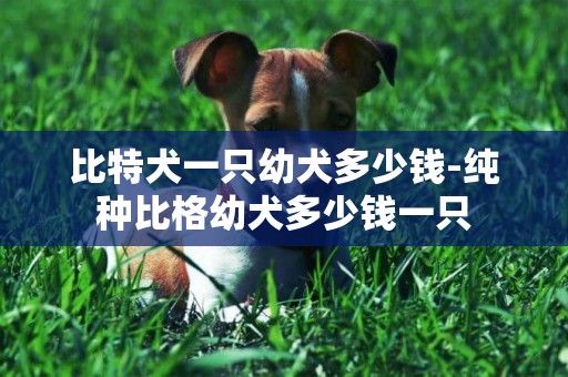 比特犬一只幼犬多少錢-純種比格幼犬多少錢一只