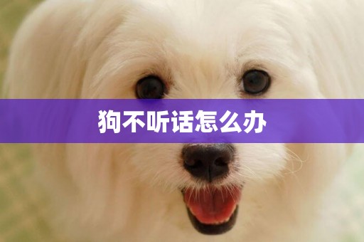 狗不聽話怎么辦