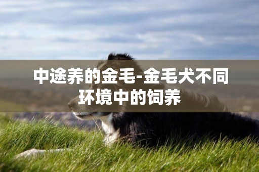 中途養的金毛-金毛犬不同環境中的飼養