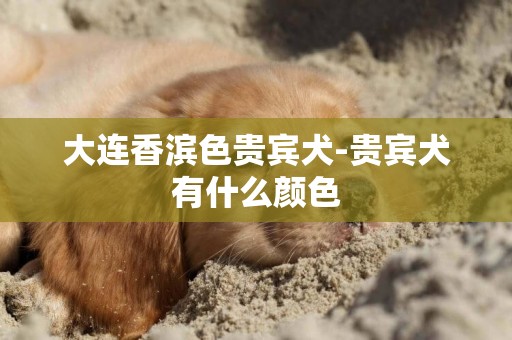 大連香濱色貴賓犬-貴賓犬有什么顏色
