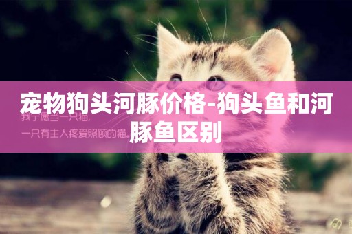 寵物狗頭河豚價格-狗頭魚和河豚魚區別