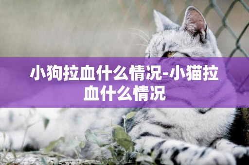 小狗拉血什么情況-小貓拉血什么情況