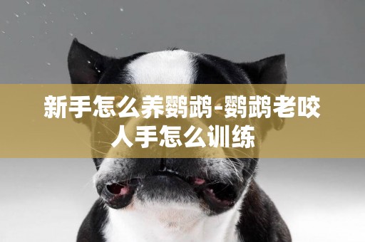 新手怎么養鸚鵡-鸚鵡老咬人手怎么訓練