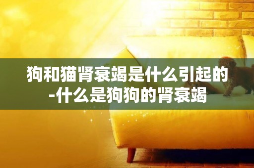 狗和貓腎衰竭是什么引起的-什么是狗狗的腎衰竭