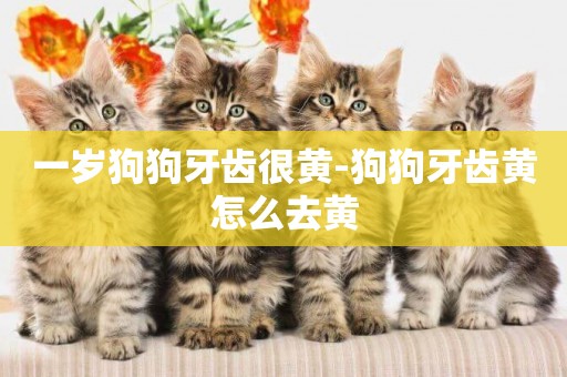 一歲狗狗牙齒很黃-狗狗牙齒黃怎么去黃