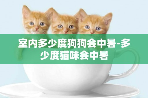 室內多少度狗狗會中暑-多少度貓咪會中暑