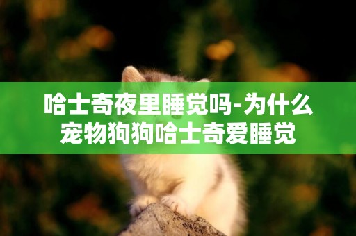 哈士奇夜里睡覺嗎-為什么寵物狗狗哈士奇愛睡覺