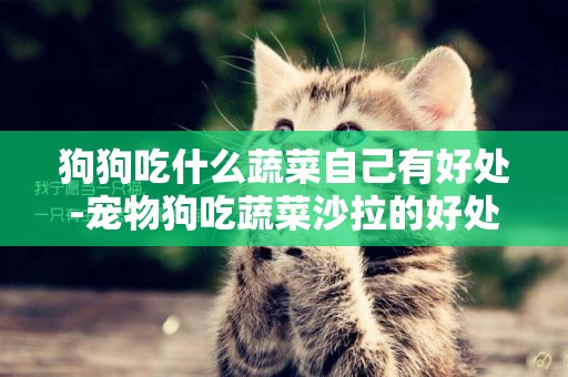 狗狗吃什么蔬菜自己有好處-寵物狗吃蔬菜沙拉的好處