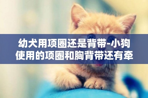 幼犬用項圈還是背帶-小狗使用的項圈和胸背帶還有牽繩