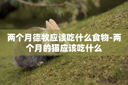 兩個月德牧應該吃什么食物-兩個月的貓應該吃什么