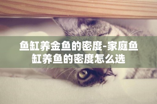 魚缸養金魚的密度-家庭魚缸養魚的密度怎么選