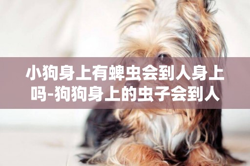 小狗身上有蜱蟲會到人身上嗎-狗狗身上的蟲子會到人身上嗎