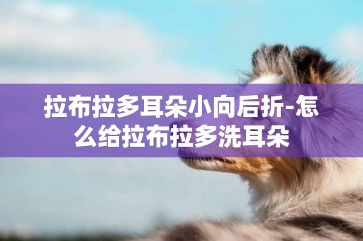 拉布拉多耳朵小向后折-怎么給拉布拉多洗耳朵
