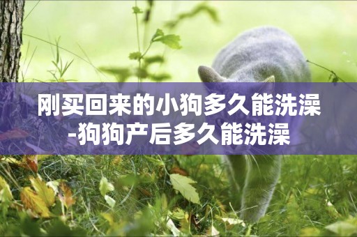 剛買回來的小狗多久能洗澡-狗狗產后多久能洗澡