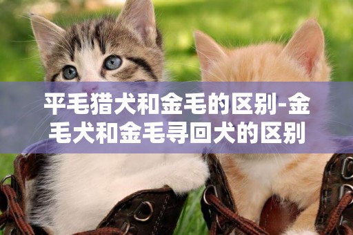 平毛獵犬和金毛的區別-金毛犬和金毛尋回犬的區別