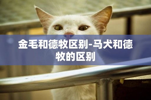 金毛和德牧區別-馬犬和德牧的區別