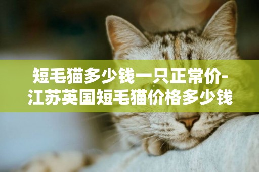短毛貓多少錢一只正常價-江蘇英國短毛貓價格多少錢一只