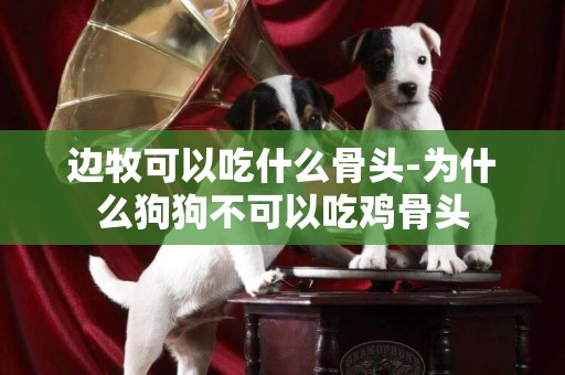 邊牧可以吃什么骨頭-為什么狗狗不可以吃雞骨頭