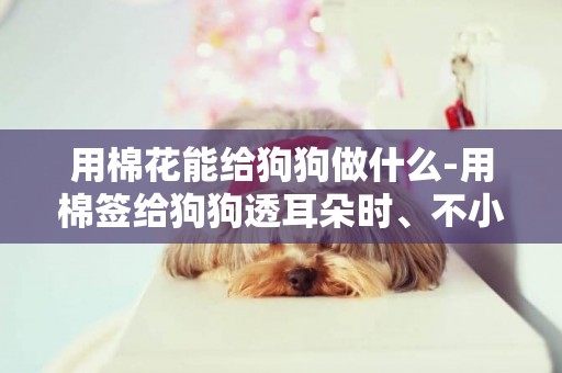 用棉花能給狗狗做什么-用棉簽給狗狗透耳朵時、不小心把棉球弄進去了