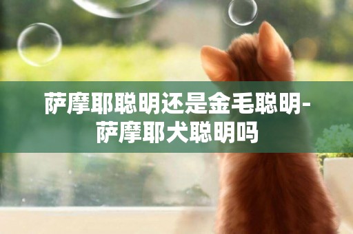 薩摩耶聰明還是金毛聰明-薩摩耶犬聰明嗎