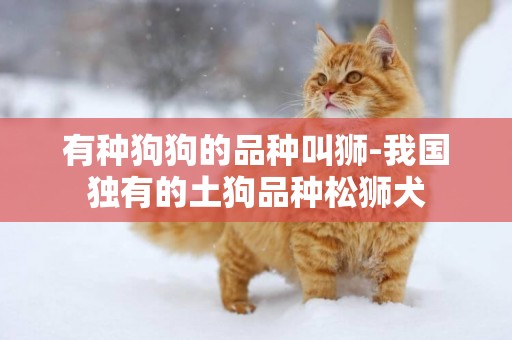 有種狗狗的品種叫獅-我國獨有的土狗品種松獅犬