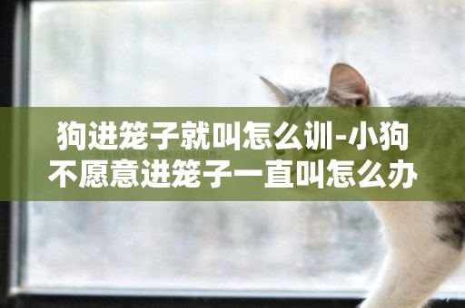 狗進籠子就叫怎么訓-小狗不愿意進籠子一直叫怎么辦