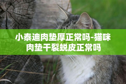 小泰迪肉墊厚正常嗎-貓咪肉墊干裂蛻皮正常嗎