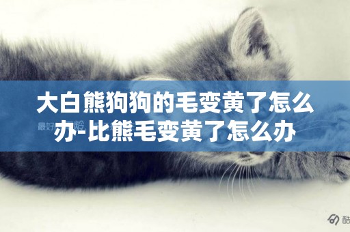 大白熊狗狗的毛變黃了怎么辦-比熊毛變黃了怎么辦