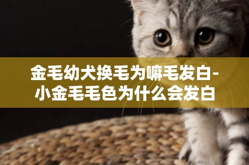 金毛幼犬換毛為嘛毛發白-小金毛毛色為什么會發白
