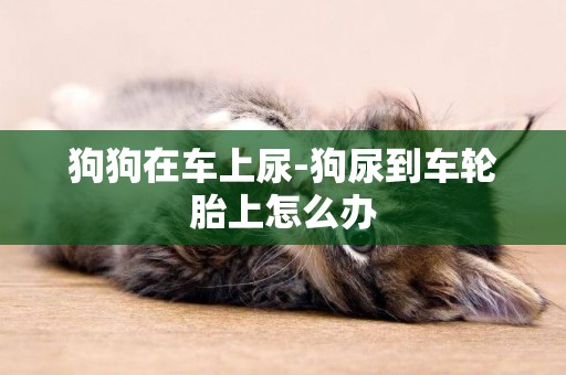 狗狗在車上尿-狗尿到車輪胎上怎么辦