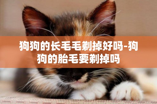 狗狗的長毛毛剃掉好嗎-狗狗的胎毛要剃掉嗎
